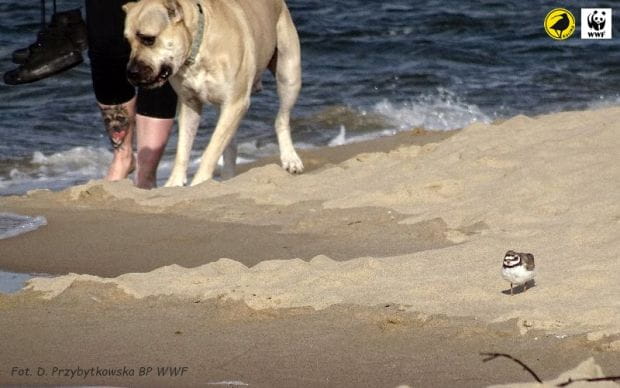 Sieweczki gniazdują na plaży wśród ludzi i psów, choć stwarza to dla nich zagrożenie. 