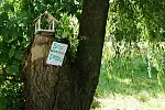 Kartki z apelem, by nie wycinać drzew pojawiły się na Dolnym Mieście. 