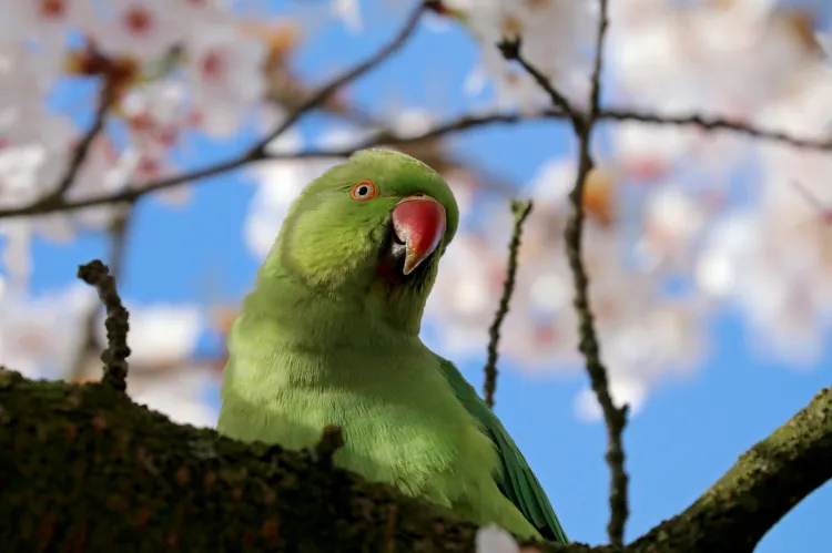 Aleksandretta obrożna to duża, hałaśliwa papuga, która cieszy oko swoimi barwami.