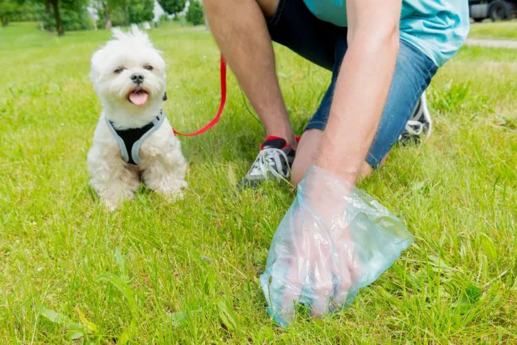 Psie odchody ulegają biodegradacji nieporównywalnie szybciej niż foliowy worek, w którym je wyrzucamy. Jak do tego ma się ekologia i walka z nadmiernym zużyciem plastiku? 
