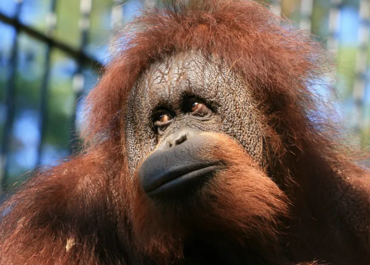 Jedyne orangutany w Polsce mieszkają właśnie w gdańskim zoo. Jest to gatunek krytycznie zagrożony wyginięciem. 