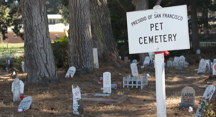 Za granicą grzebowiska dla zwierząt są bardzo popularne. Na zdjęciu cmentarz w San Francisco.