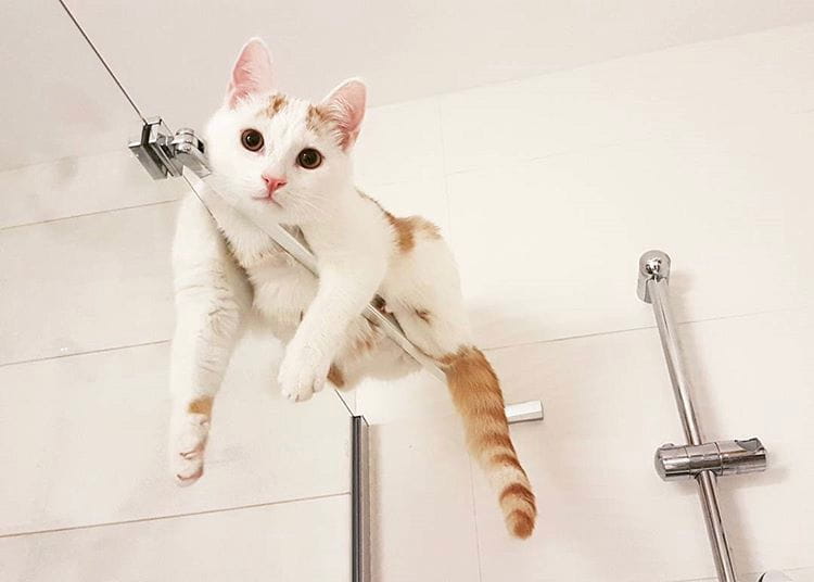 Koty bardzo lubią wypoczywać w nietypowych miejscach. Zwłaszcza wtedy, gdy jego człowiek bierze prysznic. 