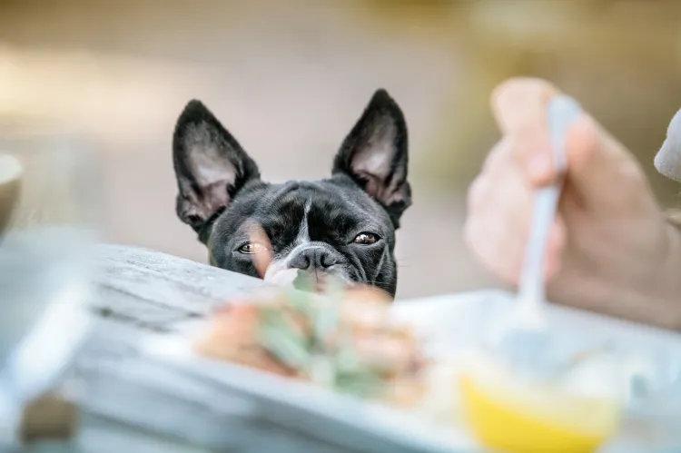Ludzkie jedzenie nie służy psu, zwłaszcza gdy jest przyprawione lub zawiera składniki szkodliwe dla niego.
