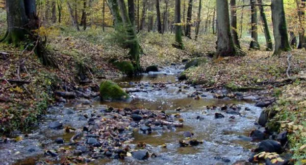 Potok Wiczliński może stać się atrakcją przyrodniczą, jak wiele innych w Trójmiejskim Parku Krajobrazowym.
 