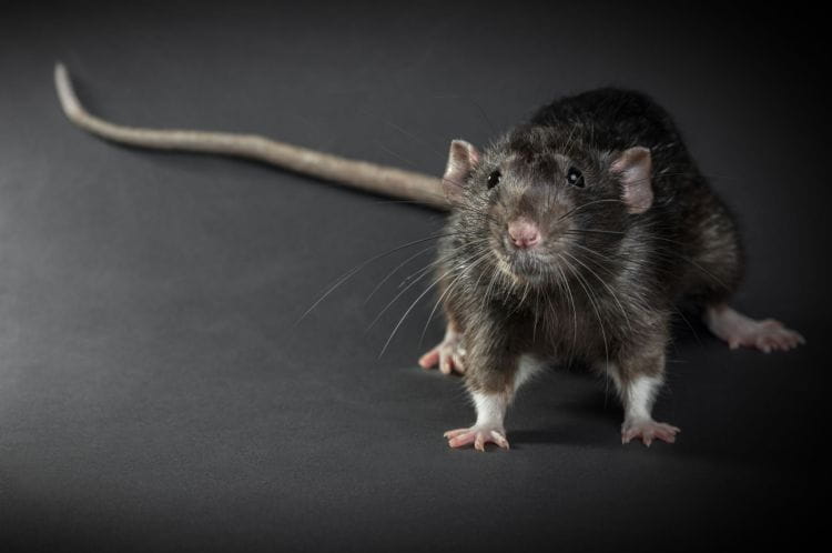 Najpospolitszym gatunkiem szczura w Polsce jest widoczny na zdjęciu szczur wędrowny. To gatunek obcy, który został zawleczony do Europy z Azji w okresie średniowiecza.