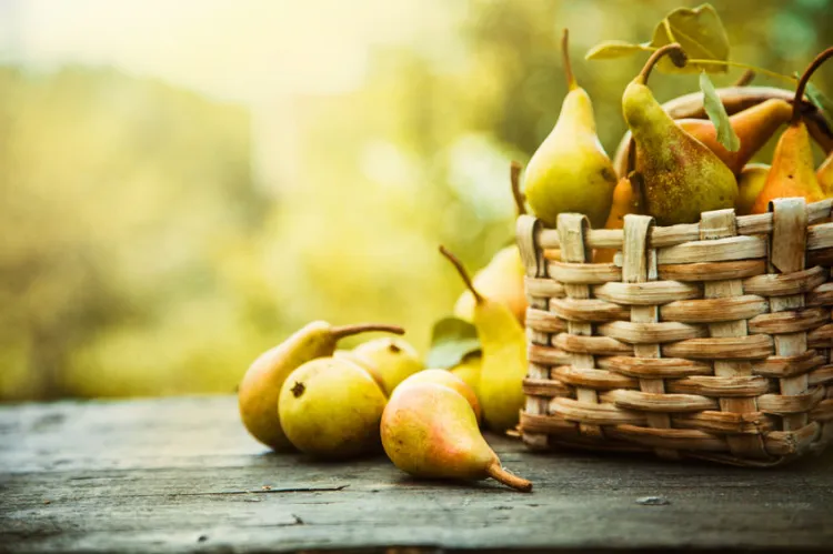 Jesień to czas gruszek i jabłek. Teraz są najsmaczniejsze.