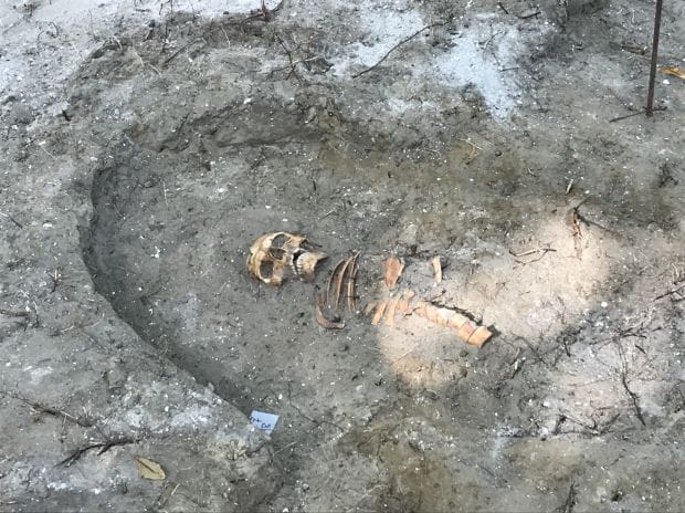 Odkryty szkielet westerplatczyka