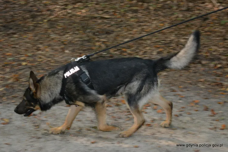 Jeden z dwóch psów, które doprowadziły policjantów do zaginionego.