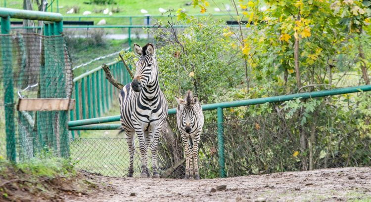 Malutka zebra, samiec żyrafy i kangury - to nowi mieszkańcy gdańskiego zoo. 