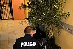 Policji udało się odzyskać zarówno rośliny, jak i donice.
