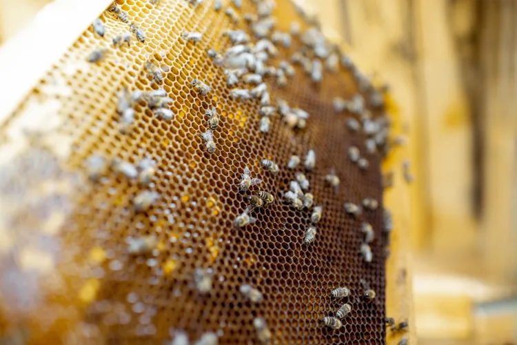 Pszczoła miodna jest jednym z głównych owadów, które zapylają ponad połowę wszystkich roślin używanych w przemyśle spożywczym.