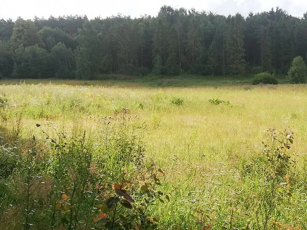 Na terenie Kaczych Buków nie brakuje terenów zielonych. Mieszkańcy tej części Gdyni obawiają się, że nowa zabudowa znacznie zmniejszy ich powierzchnię. 