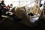 Słonica nie mogła wstać o własnych siłach. Strażacy użyli specjalnych poduszek; wykorzystano także pasy, którymi udało się podnieść ciężkie zwierzę.