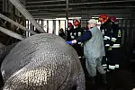 Słonica nie mogła wstać o własnych siłach. Strażacy użyli specjalnych poduszek; wykorzystano także pasy, którymi udało się podnieść ciężkie zwierzę.