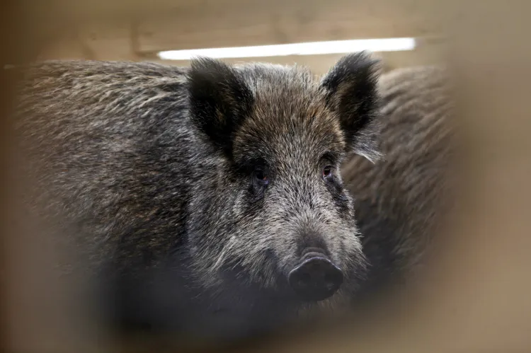 Afrykański pomór świń - znany również pod skrótem ASF (ang. african swine fever) - nie zagraża ludziom. Natomiast w przypadku świń domowych, świniodzików i dzików śmiertelność sięga nawet 100 proc. zakażonych osobników w stadzie.