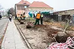 Oprócz nowych drzew przy ul. Czarnieckiego zrekultywowany zostanie trawnik, który będzie zabezpieczony drewnianymi słupkami przed nielegalnym parkowaniem.