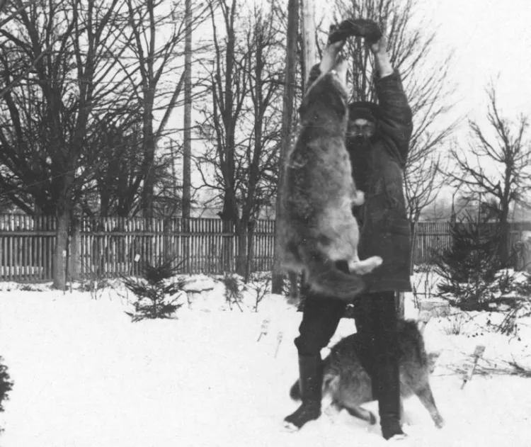 Mężczyzna karmiący wilki. Zdjęcie z lat 20. XX wieku.