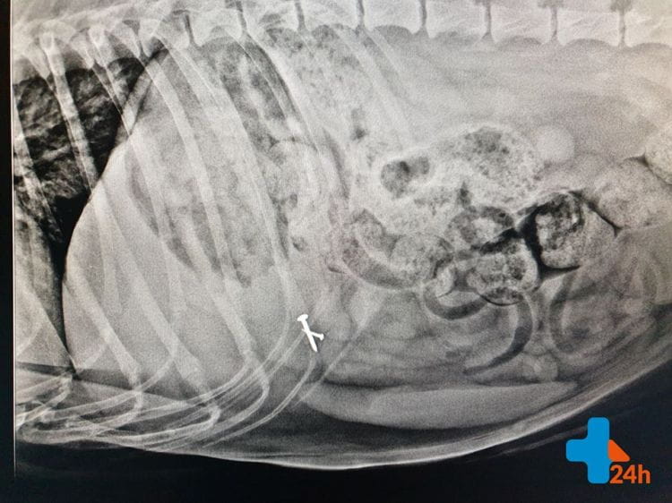 Pies trafił pod opiekę weterynarzy. Po wykonaniu rentgena znaleziono gwoździe w jamie brzusznej zwierzaka.