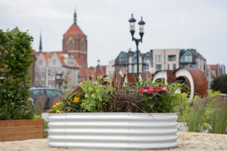 Dzięki Zielonemu Budżetowi Obywatelskiemu w Gdańsku ma być więcej roślinności.