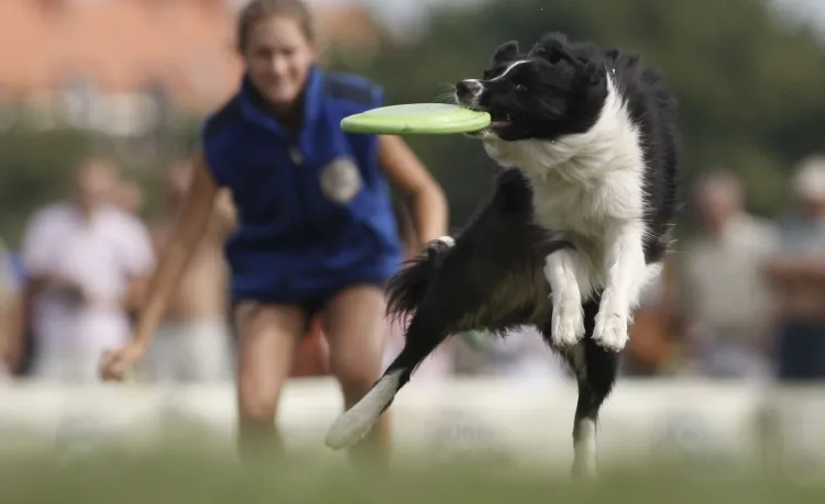 Gra we frisbee to doskonała zabawa dla psa i właściciela.
