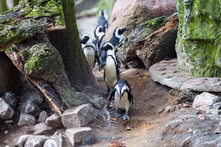 W gdańskim zoo poznacie wiele ciekawostek związanych z fokami i pingwinami.