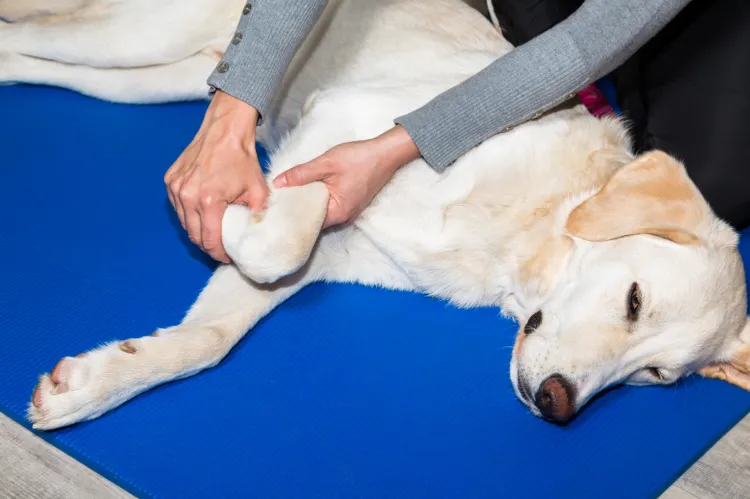 Fizykoterapia i terapia manualna u zoofizjoterapeutów bardzo często okazują się świetną drogą do przywrócenia psa do zdrowia i dobrej kondycji.