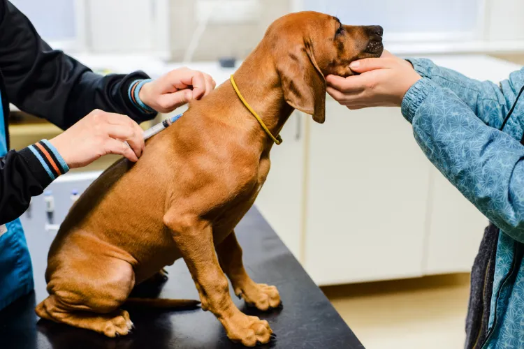WHO mówi jasno: nie ma dowodów na to, aby psy czy inne zwierzęta domowe mogły zakazić się koronawirusem. 