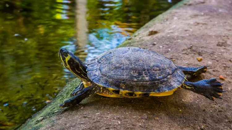 Żółw żółtolicy jest gatunkiem pochodzącym z USA.