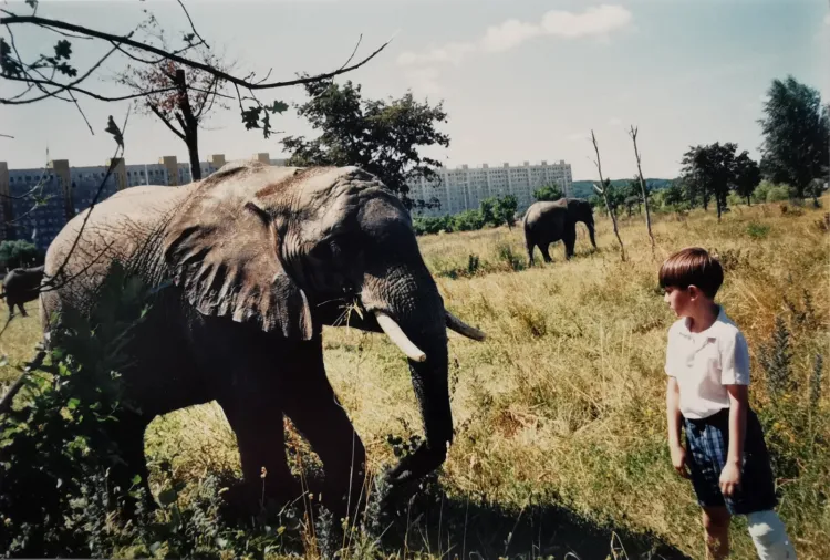 "Słonie spacerowały między, wtedy jeszcze niewysokimi drzewami i szczególnie upodobały sobie podjadanie listków i gałązek z drzew podobnych do akacji. Można było sobie do nich swobodnie podejść i zrobić zdjęcie. Zwierzaki w ogóle się nie płoszyły, były przyjaźnie nastawione."