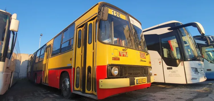 Przegubowy autobus Ikarus pojedzie trasą z 1981 roku.
