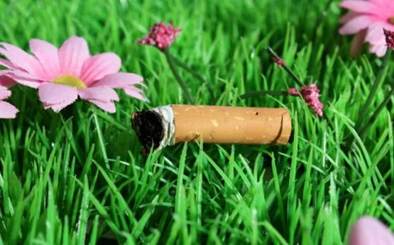 Choć niedopałek papierosa porzuconego np. w lesie, nie wywoła już pożaru, to i tak szpeci środowisko naturalne.