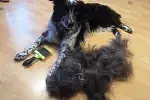 Border collie po wyczesaniu podszerska. Psów z taką sierścią nie golimy!