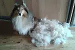 Sheltie po wyczesaniu podszerstka. Takie rasy należy wyczesać, a nie strzyc. 