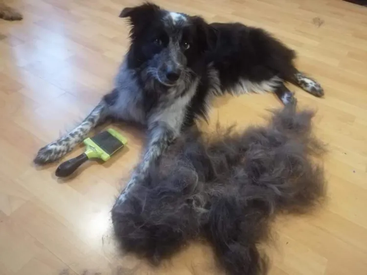 Border collie po wyczesaniu podszerska. Psów z taką sierścią nie golimy!