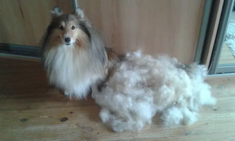 Sheltie po wyczesaniu podszerstka. Takie rasy należy wyczesać, a nie strzyc. 