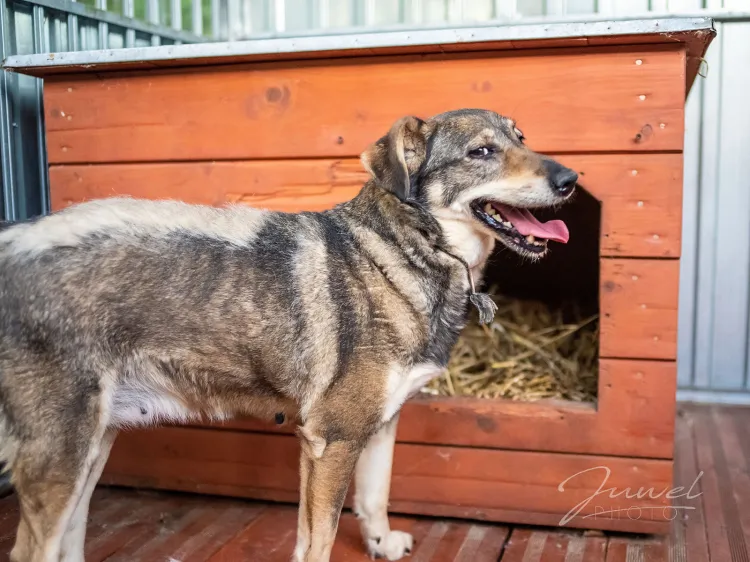 Schronisko dla bezdomnych zwierząt w Sopocie przyjęło 10 psów z Radys.