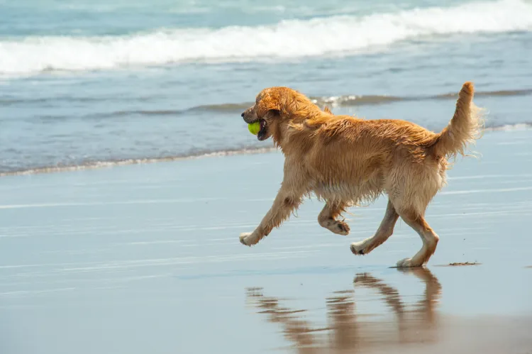 Psie plaże w Trójmieście są dostępne dla zwierzaków całorocznie.