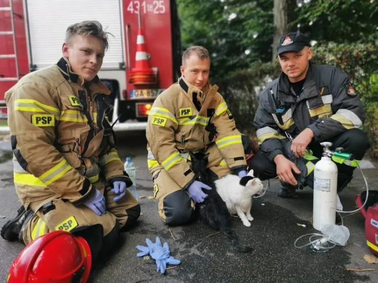Po udanej akcji koty z zajętego pożarem mieszkania zostały przekazane właścicielom.