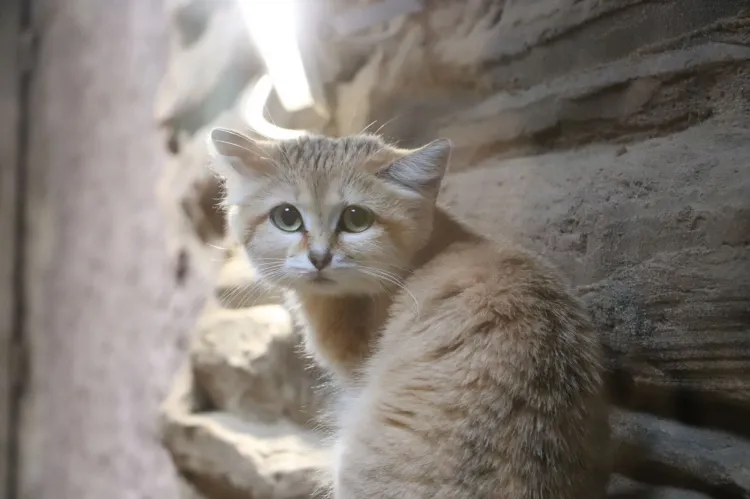 Samica kota arabskiego została nową mieszkanką gdańskiego zoo. 