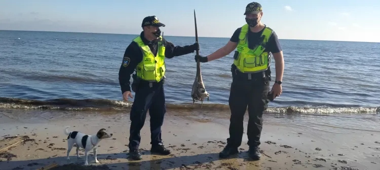 Szczątki miecznika znaleziono na plaży w Sopocie.