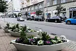 Nowe kwiaty już można podziwiać w kwietnikach nie tylko w centrum Gdyni.