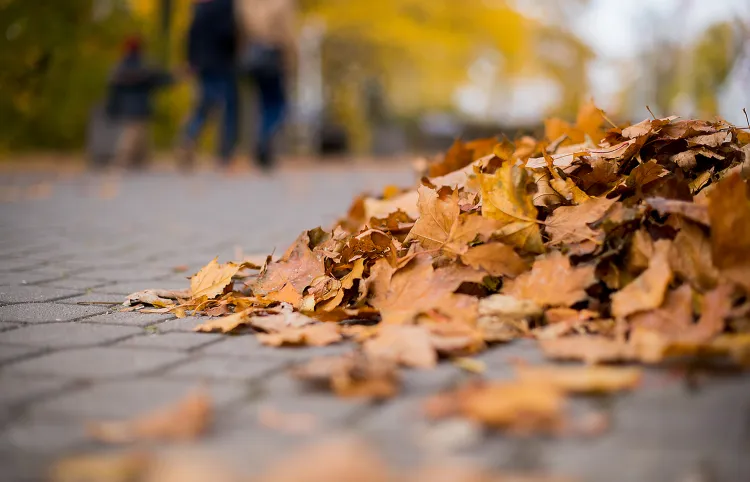 Nie wszędzie w Trójmieście sprzątane będą liście, które jesienią spadają z drzew.