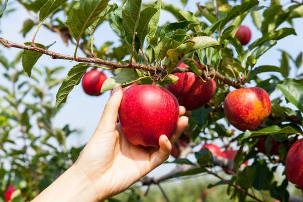 Jabłka zawierają wiele witamin i minerałów. Najzdrowsze są te surowe, spożywane ze skórką. 