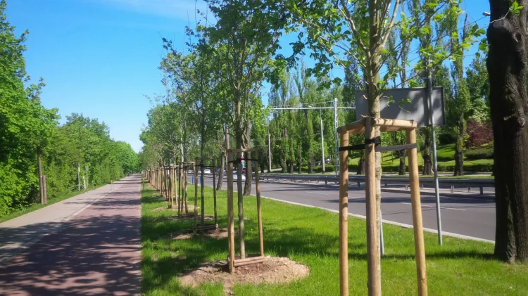 Projekt Klimatyczne Centrum zakłada więcej zieleni w centrum miasta. Na zdjęciu szpaler drzew przy al. Zwycięstwa posadzony trzy lata temu.