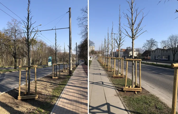 Na wiosnę w Sopocie nasadzono 85 drzew wzdłuż al. Niepodległości. Teraz dołączą do nich kolejne drzewa oraz krzewy w innych rejonach miasta.