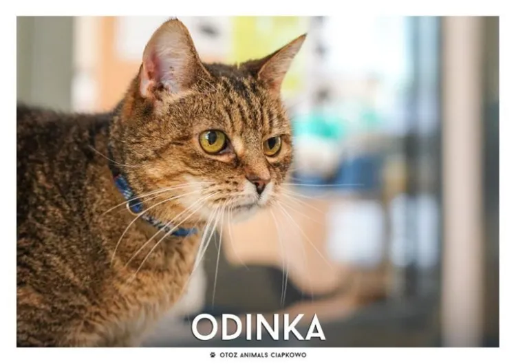 Odinka jest cudowną koteczką, uwielbia głaskanie i jedzenie. Potrzebuje tylko odrobiny wyrozumiałości i uwagi.