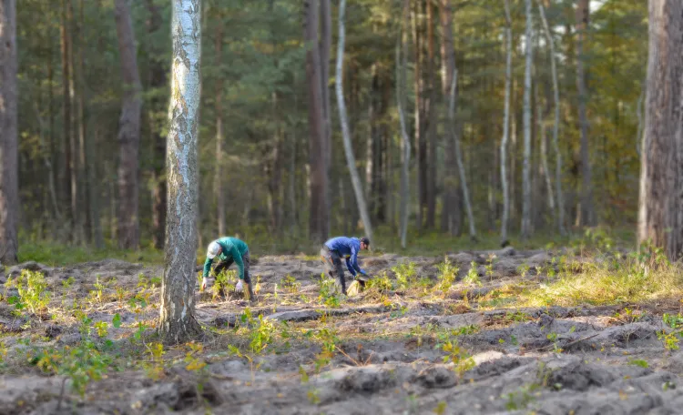 Ponad 2000 drzew udało się zasadzić w lesie na Górkach Zachodnich, dzięki sprzedaży kalendarza ze zdjęciami śmieci, które wcześniej zebrano w trójmiejskich lasach.