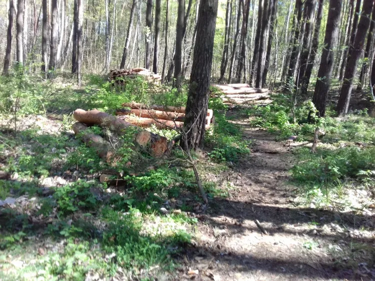 Do zdarzenia doszło w lesie nieopodal Kaczych Buków, a dokładnie na ścieżce między szlabanem grodzącym wjazd do lasu a kładką nad torami kolejowymi. Zdjęcie poglądowe.
