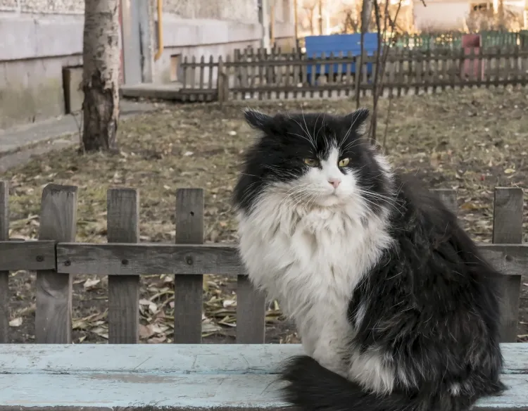 Koty, które żyją dziko na terenie Gdańska, mogą liczyć na pomoc społecznych opiekunów kotów.